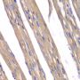 Anti-FXN antibody (42-210) (STJ23722)