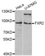 Anti-FXR2 antibody (550-650) (STJ23723)