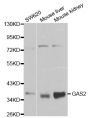 Anti-GAS2 antibody (1-100) (STJ23749)