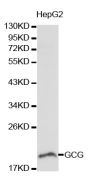 Anti-GCG antibody (21-180) (STJ23760)