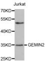 Anti-GEMIN2 antibody (180-280) (STJ23769)