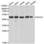 Anti-HDAC3 antibody (299-428) (STJ23930)