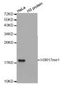 Anti-Mono-Methyl-Histone H3-R17 antibody (STJ23966)