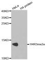 Anti-Di-Methyl-Histone H4-R3 antibody (Around Arg3) (STJ23973)