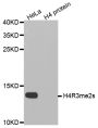 Anti-Di-Methyl-Histone H4-R3 antibody (2-19) (STJ23979)