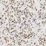 Anti-Histone H3 antibody (36-136) (STJ23980)