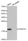Anti-Mono-Methyl-Histone H3-K4 antibody (STJ23981)