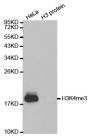 Anti-Tri-Methyl-Histone H3-K4 antibody (2-19) (STJ23983)