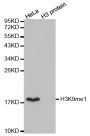 Anti-Mono-Methyl-Histone H3-K9 antibody (STJ23984)