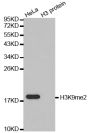 Anti-Di-Methyl-Histone H3-K9 antibody (2-19) (STJ23985)