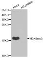 Anti-Tri-Methyl-Histone H3-K9 antibody (STJ23986)
