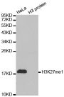 Anti-Mono-Methyl-H3K27me1-K27 antibody (STJ23987)