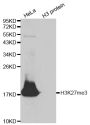 Anti-Tri-Methyl-Histone H3-K27 antibody (19-37) (STJ23989)