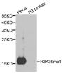 Anti-Mono-Methyl-Histone H3-K36 antibody (32-42) (STJ23990)
