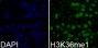 Anti-Mono-Methyl-Histone H3-K36 antibody (32-42) (STJ23990)