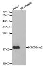Anti-Di-Methyl-Histone H3-K36 antibody (Around K36) (STJ23991)