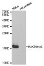 Anti-Tri-Methyl-Histone H3-K36 antibody (32-42) (STJ23992)