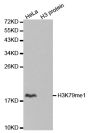 Anti-Mono-Methyl-Histone H3-K79 antibody (STJ23993)