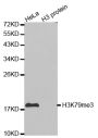 Anti-Tri-Methyl-Histone H3-K79 antibody (STJ23995)