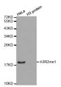 Anti-Mono-Methyl-Histone H3-R2 antibody (STJ24010)