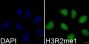 Anti-Mono-Methyl-Histone H3-R2 antibody (STJ24010)