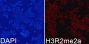Anti-Di-Methyl-Histone H3-R2 antibody (Around R2) (STJ24011)