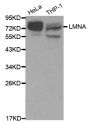 Anti-LMNA antibody (403-572) (STJ24412)