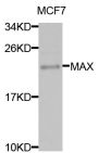Anti-MAX antibody (1-160) (STJ24508)