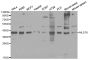 Anti-MLST8 antibody (1-326) (STJ24568)