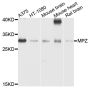 Anti-MPZ antibody (30-248) (STJ24606)