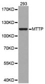 Anti-MTTP antibody (590-894) (STJ24638)