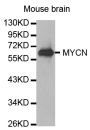Anti-MYCN antibody (168-267) (STJ24658)