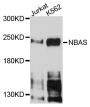 Anti-NBAS antibody (1-70) (STJ24688)