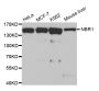 Anti-NBR1 antibody (1-966) (STJ24692)