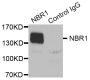 Anti-NBR1 antibody (1-966) (STJ24692)