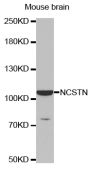 Anti-NCSTN antibody (250-578) (STJ24707)