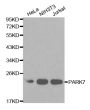Anti-PARK7 antibody (1-189) (STJ24895)