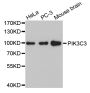 Anti-PIK3C3 antibody (150-250) (STJ24990)