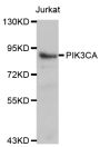 Anti-PIK3CA antibody (401-1068) (STJ24991)