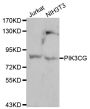 Anti-PIK3CG antibody (1-310) (STJ24995)