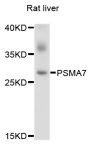 Anti-PSMA7 antibody (1-248) (STJ25175)