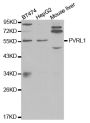 Anti-NECTIN1 antibody (450-517) (STJ25240)