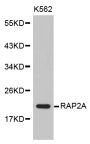 Anti-RAP2A antibody (1-183) (STJ25299)