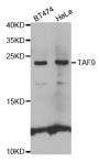 Anti-TAF9 antibody (1-172) (STJ25772)