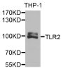 Anti-TLR2 antibody (636-784) (STJ25865)