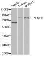 Anti-TNFSF11 antibody (210-317) (STJ25900)