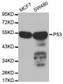 Anti-TP53 antibody (1-393) (STJ25926)
