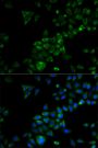 Anti-TRAF3 antibody (1-100) (STJ25953)