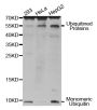 Anti-UBB antibody (1-229) (STJ26009)