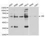 Anti-VIM antibody (1-200) (STJ26092)